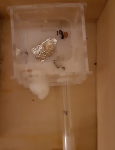 les camponotus, Gyne dans l'adc