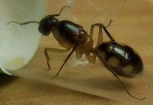 **fin**[Blog] Camponotus substitutus, camponotusmaculatus01.jpg