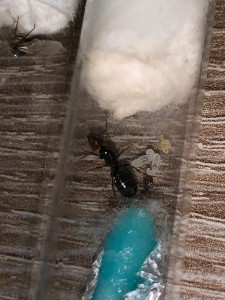 Gyne, [Camponotus lateralis] Crematogaster scutellaris ? Ou Camponotus lateralis ?