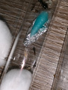 Ouvrières, [Camponotus lateralis] Crematogaster scutellaris ? Ou Camponotus lateralis ?