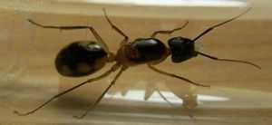 **fin**[Blog] Camponotus substitutus, camponotusmaculatus02.jpg