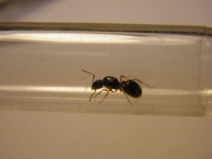 photo 2, [Aphaenogaster subterranea] identification d'une gyne avec pétiole et post pétiole
