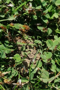 Sortie de nid 3, Fourmis à Besançon