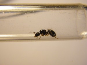 photo 3, [Aphaenogaster subterranea] identification d'une gyne avec pétiole et post pétiole