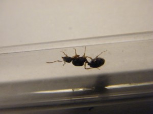 photo 1, [Aphaenogaster subterranea] identification d'une gyne avec pétiole et post pétiole