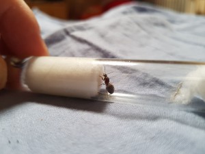 Gyne sans aile du dessus, [Lasius emarginatus] Lasius sp. noire ?