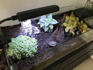 Nouveau terrarium, [Blog] Les Odontomachus sp. radiocatives ²³⁵U et le paludarium