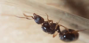 Photo 4, [Aphaenogaster subterranea] Identification gyne