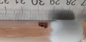 Photo 6, [Aphaenogaster subterranea] Identification gyne