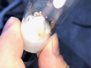 Gyne 2, [Pheidole pallidula] Gyne zébrée brun et jaune