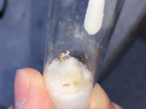 Gyne 3, [Pheidole pallidula] Gyne zébrée brun et jaune