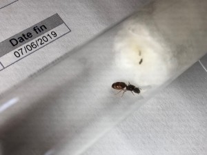 Gyne 5, [Pheidole pallidula] Gyne zébrée brun et jaune