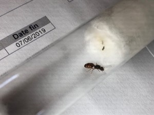 Gyne 6, [Pheidole pallidula] Gyne zébrée brun et jaune