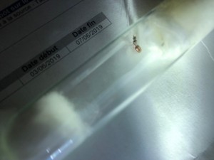 Gyne 8, [Pheidole pallidula] Gyne zébrée brun et jaune