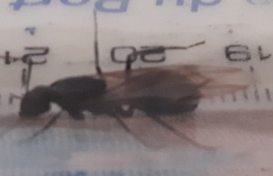 Camponotus aethiops 22/07 Aubignosc, Erreurs fiche Camponotus aethiops