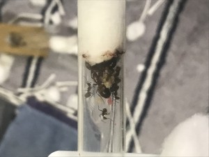 1,2,3 gros cul de Camponotus., [Blog] Le « trio » nicobarensis.
