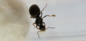 image 1, [Lasius sp.] De quelle espèce est cette gyne ?