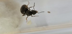 image 2, [Lasius sp.] De quelle espèce est cette gyne ?