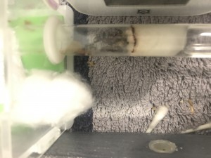 Photo 1., [Blog] Le « trio » nicobarensis.