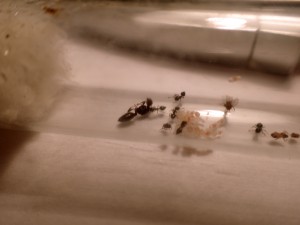 C. liengmei, **FIN** [Presentation] Crematogaster liengmei