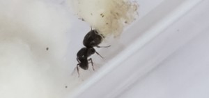 image 1, [Serviformica sp.] De quelle espèce est cette gyne ?