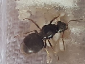 Gyne 1 zoom vue de haut, [Lasius sp.] 2 gynes des villes (Ile-de-France)