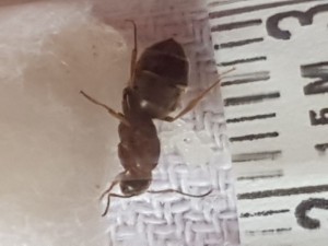 Gyne 2 vue de haut, [Lasius sp.] 2 gynes des villes (Ile-de-France)