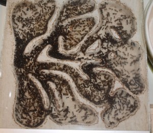 Nid Messor barbarus, Les colonies de McKay