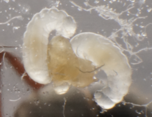 Couvain, Oeufs de Formica cunicularia "morts"