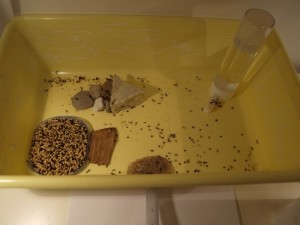 ADC Messor barbarus après ménage, Les colonies de McKay