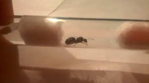 Taille d'environ 8 a 10 mm., [Lasius sp.] Identification de gynes