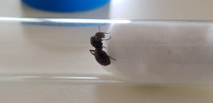 Gyne arrière, [Serviformica sp.] Gyne en lisière de forêt (Formica ?)