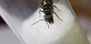 Gyne face, [Serviformica sp.] Gyne en lisière de forêt (Formica ?)
