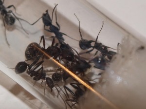 Fondation Aphaenogaster senilis, Les colonies de McKay