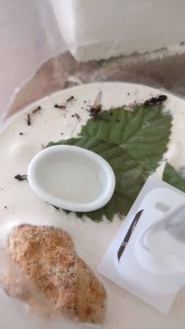 ADC et fondation, [Blog] Camponotus Lateralis