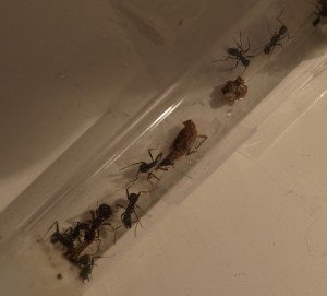 Fondation A. senilis + nourriture transportée dans le tube, Les colonies de McKay