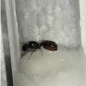 Vue de côté, [Tetramorium sp.] Ma première gyne !