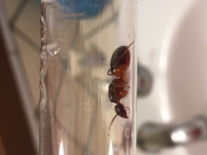 Photo 1, [Camponotus pilicornis] Demande d’identification