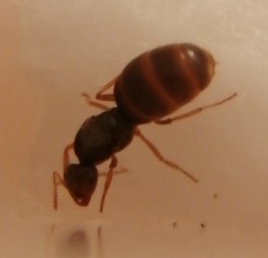 Lasius Jaune 1, [Lasius jaune] Confirmation et précisions sur le type
