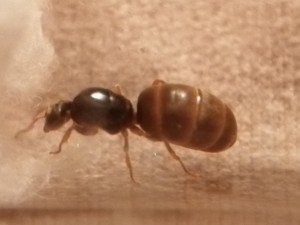 Lasius Jaune 2, [Lasius jaune] Confirmation et précisions sur le type