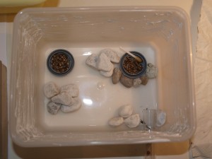 ADC des Aphaenogaster senilis, Les colonies de McKay