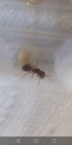 Lasius (Chthonolasius) sp., [Blog] Lasius (Dendrolasius) fuliginosus, notre parasite préférée !