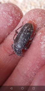 Tenebrio molitor, Mes élevages nourriciers (T. molitor, Z. morio, A. Tuberculata, B. dubia, B. lateralis, P. sp.)