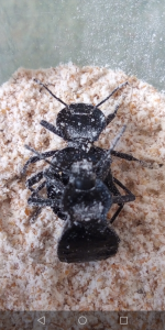 Akis tuberculata, Mes élevages nourriciers (T. molitor, Z. morio, A. Tuberculata, B. dubia, B. lateralis, P. sp.)