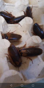 Blaptica dubia, Mes élevages nourriciers (T. molitor, Z. morio, A. Tuberculata, B. dubia, B. lateralis, P. sp.)