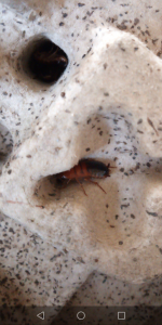 Blatta lateralis, Mes élevages nourriciers (T. molitor, Z. morio, A. Tuberculata, B. dubia, B. lateralis, P. sp.)