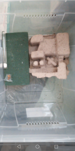 Habitat Blatta lateralis, Mes élevages nourriciers (T. molitor, Z. morio, A. Tuberculata, B. dubia, B. lateralis, P. sp.)