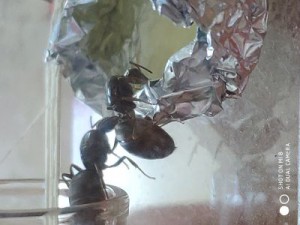 Reines, [Lasius sp.] Gynes noire de Vendée