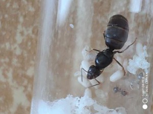 Reine cocon ouvrieres, [Lasius sp.] Gynes noire de Vendée