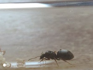 Reine seule, [Lasius sp.] Gynes noire de Vendée
